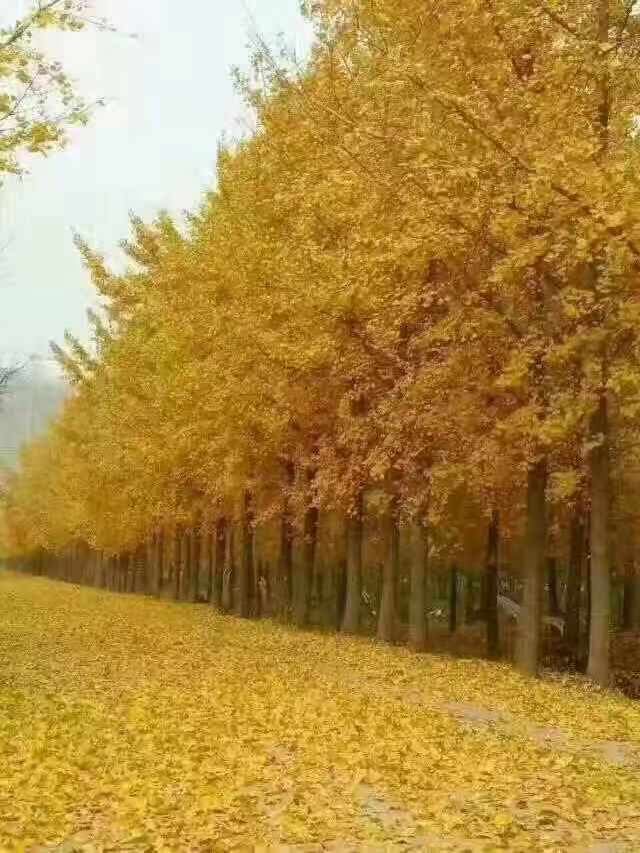 秋天银杏树实拍