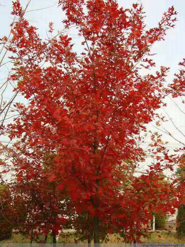 美国红栎(图1)